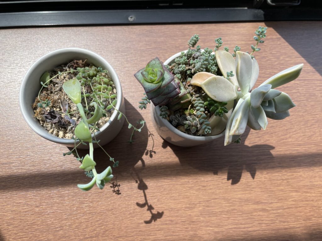 IMG_6020 昨年度の多肉植物の日向と日陰の比較