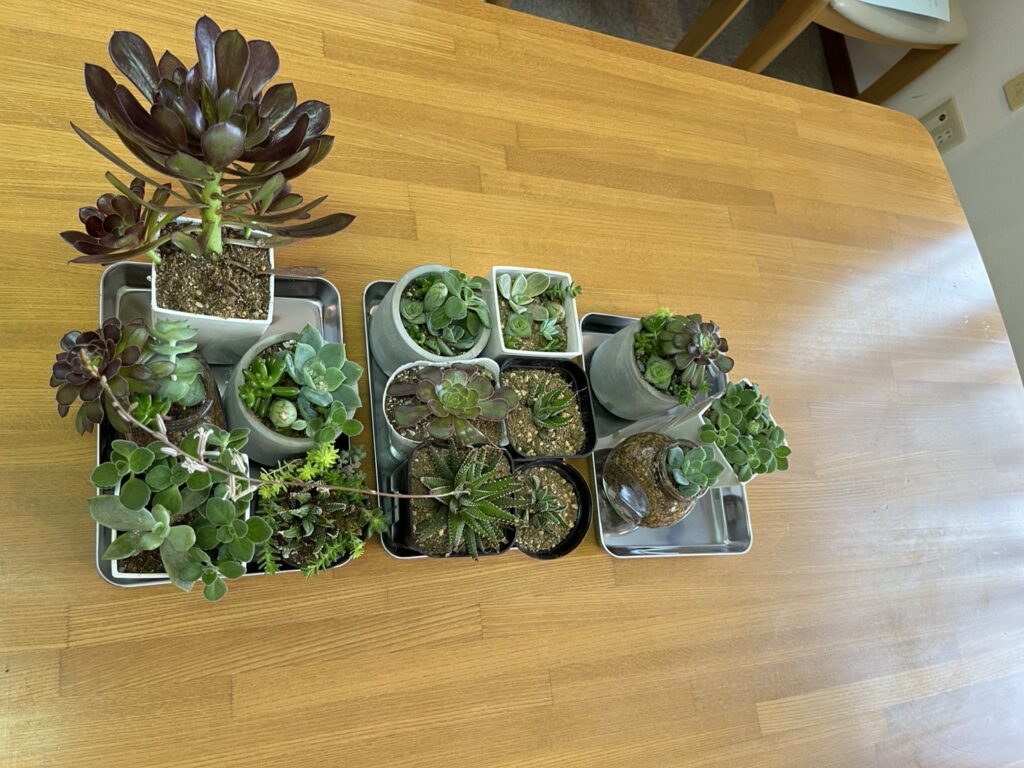 多肉植物寄せ植え