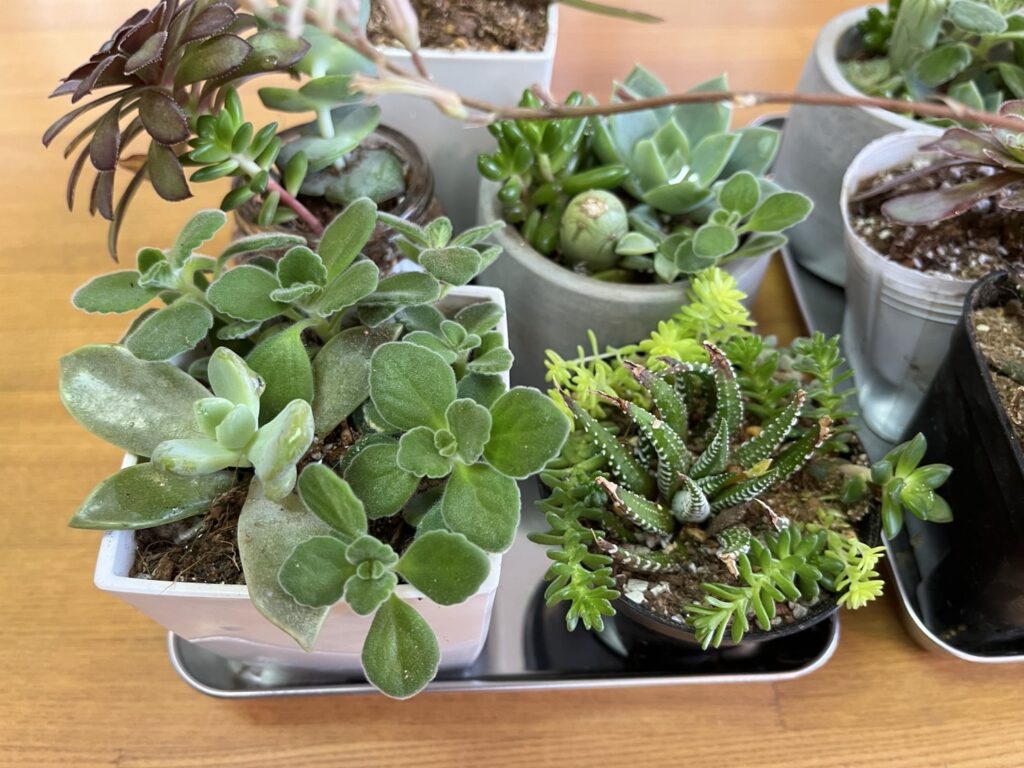 多肉植物寄せ植え