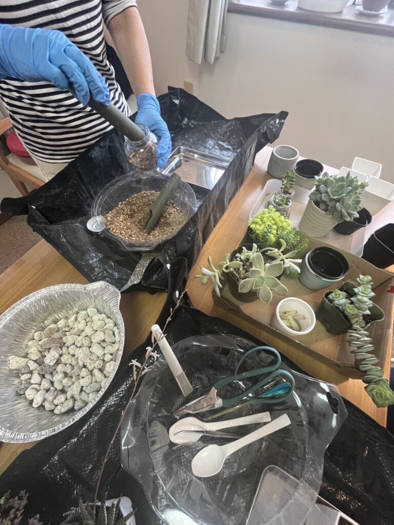 多肉植物寄せ植え