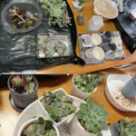 多肉植物寄せ植え体験