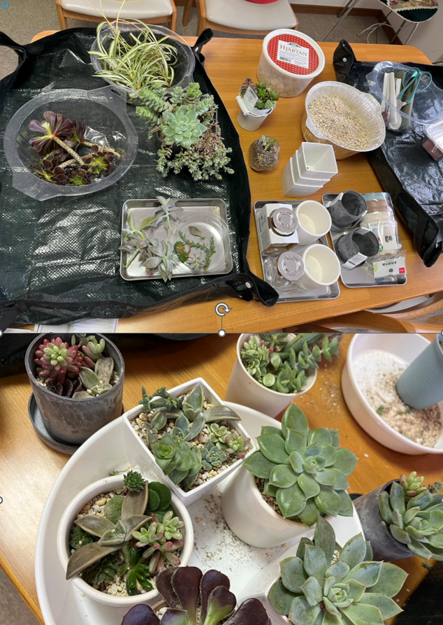 多肉植物寄せ植え体験