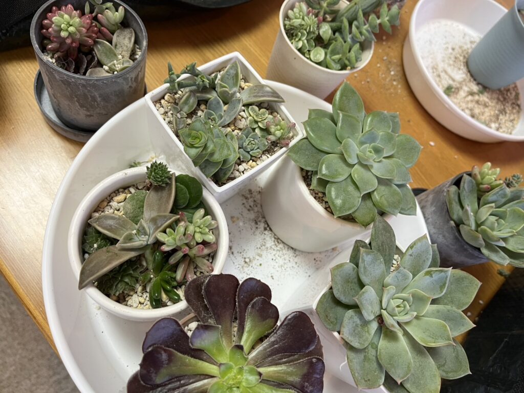 多肉植物寄せうえ