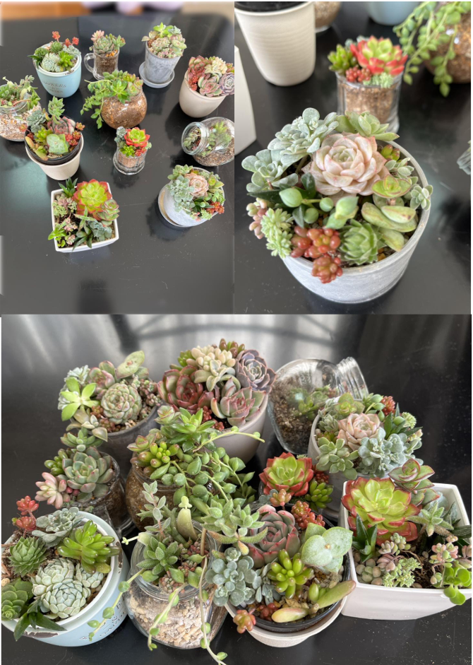 多肉植物寄せ植え体験