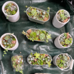 多肉植物寄せ植え体験