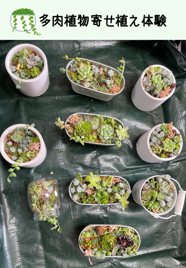 多肉植物寄せ植え体験